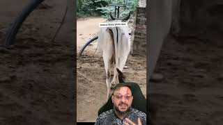 Vaca com dois rabos? #rural #biologohenrique #animais #bichoesperto #biologo