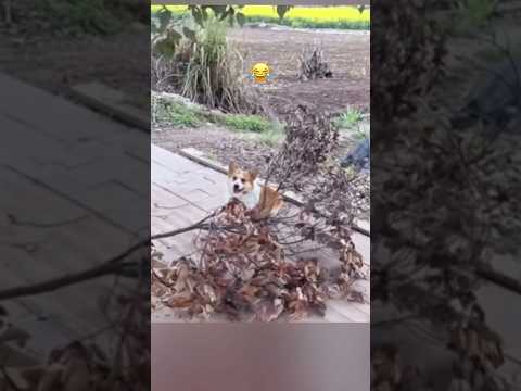 #funny #funnyvideo #dog #dogshorts #shorts