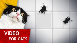 CAT GAMES - Bugs on the wall (High contrast video for Cats)