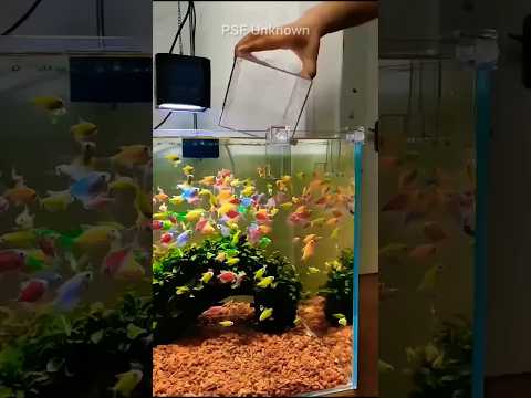 Aquarium এর মাছ এত রঙিন হয় কিভাবে? #facts #shorts