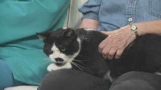 Clear the Shelters: Happy Tails Cat Sanctuary visits 3News with some adorable rescue kitties
