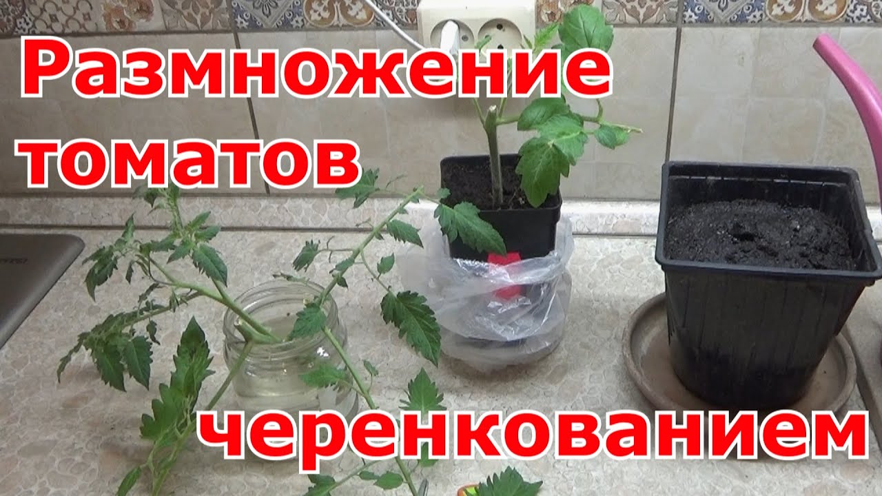 Размножение томатов черенкованием. Как увеличить количество рассады помидоров в несколько раз