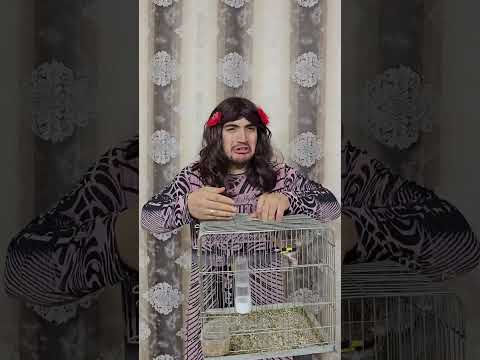 البسة اكلت العصفور | bird | cat 🐈