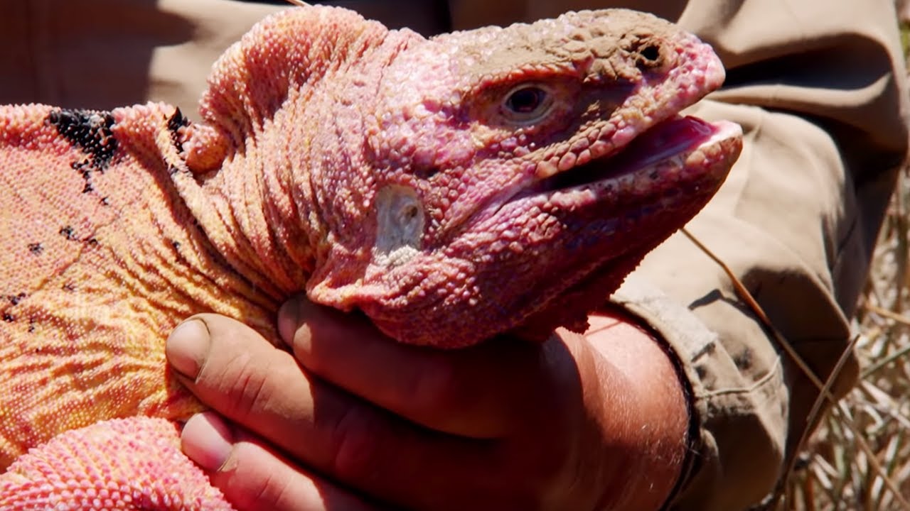 The Pink Iguana of Galapagos BBC Earth
