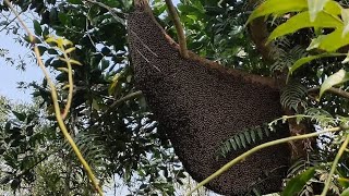 MUSIM NEXTAR BUNGA KARET ||MADU HUTAN ALASSUMATRA