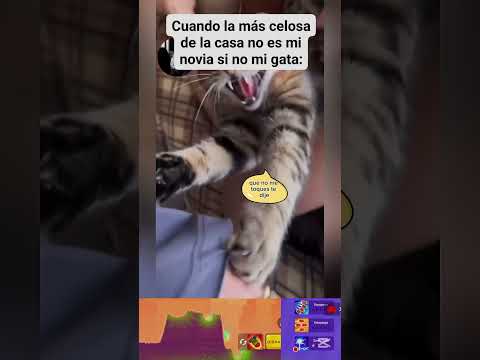cuando tu gata es celosa. #gatos #funny #shortschistosos