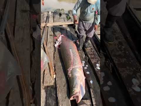 سمكة بجلدٍ مضاد للرصاص! 🐟 سمكةٌ مُدرّعةٌ من الطبيعة😱