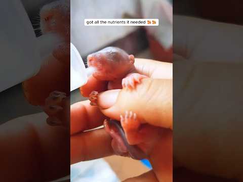 The woman rescued a baby squirrel from ant attack