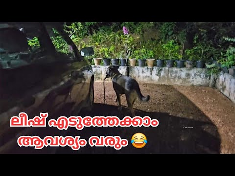 പാതിരാത്രി ലീഷുമെടുത്ത് വീട്ടിൽ നിന്ന് ഇറങ്ങിപ്പോയി ലെയ്ക 😂| LeoLaika|Chottuz