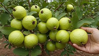 Growing Guava Tree Faster with These Simple Tips at home Get more fruit than expected