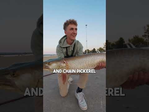 When Musky Bite Back PART 2