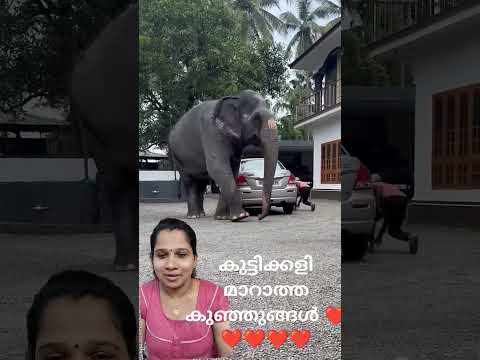 കുട്ടിക്കളി മാറാത്ത രണ്ട് കുഞ്ഞുങ്ങൾ ഒന്ന് നോക്കിയേ എന്ത് രസം ആണ് കാണാൻ 💕💕💕💕💕 #elephant