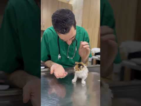 Acute adorable little kitten taking its treatment in our veterinary clinic