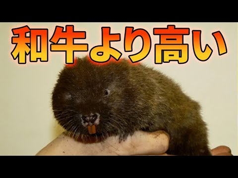 このネズミが和牛より高価な理由【解説動画】