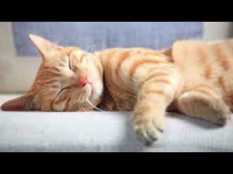 Música Para Gatos Perfecta Para Dormir Y Relajar Gatos Pequeños