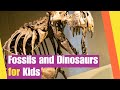 Dinosaur Facts and Concepts
