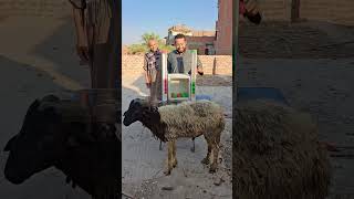 أغرب مسابقة تحدي في الصعيد  #محمودرستم #تحدي #لعبة #لعب #ألوان