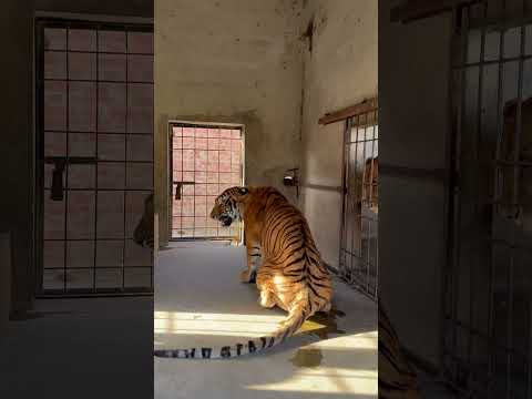 Lion Attacked On Tiger๐ฆ๐
๐ฑ๐ฑ#lion #tiger #attacked #shortvideo #Usama's Tigers