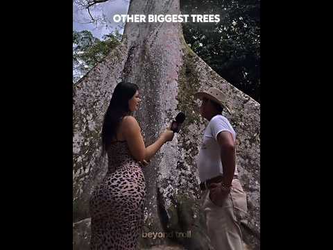 Other Biggest Trees VS This One☠️🌳