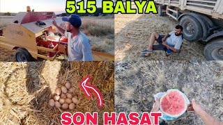 SON TARLA..515 BALYA.STOK YAPAN TAVUKLAR..KAMYON ŞÖFÖRÜ NİYAZİ