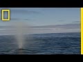 Blue Whale Behavior and Communication