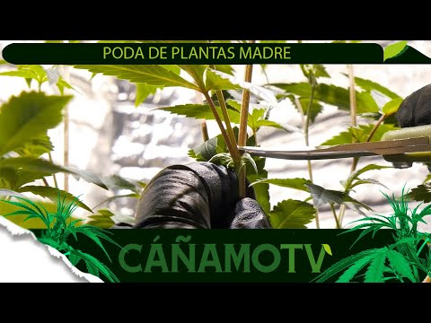 LA PODA DE PLANTAS MADRE: PRODUCCIÓN DE ESQUEJES DE CALIDAD 💡 Mars Hydro FC-E4800
