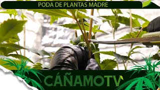 LA PODA DE PLANTAS MADRE: PRODUCCIÓN DE ESQUEJES DE CALIDAD 💡 Mars Hydro FC-E4800