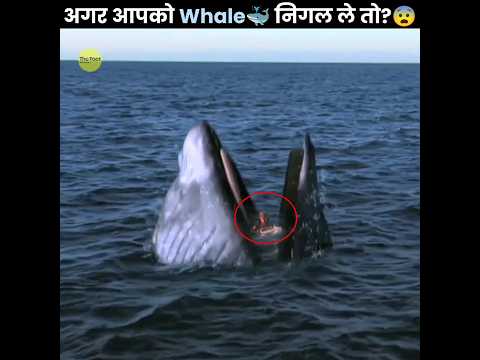 क्या होगा अगर आपको Whale🐳 निगल ले? 😰 | What If a Whale Swallowed You | The Fact | #shorts #ytshorts