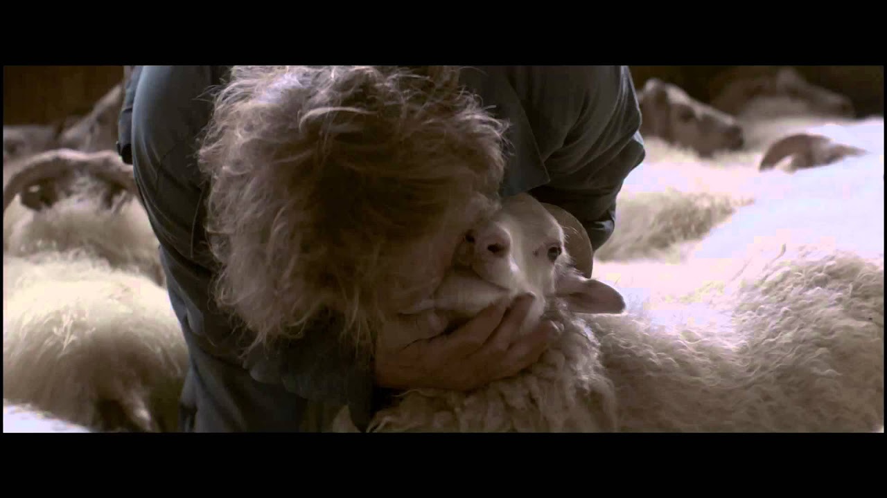 Rams - Storia di due fratelli e otto pecore anteprima del trailer