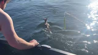 Man Dives Into Lake To Rescue Lost Fawn