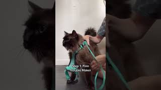 Part 1 - Daily mental health walk (Part 2 on my page) #animals #cats #pets
