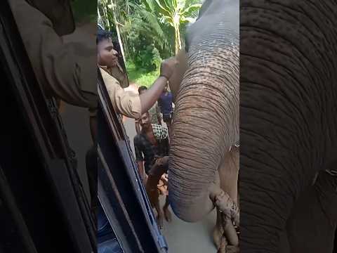 ബസ് ഡ്രൈവറുടെ ആന പ്രേമം❤️#kerala #elephant #viral #love #entekeralam #keralatourism #keraladiaries.