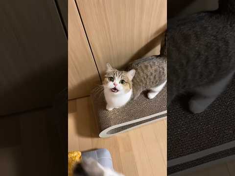 말투마저 귀여운 고양이 (사투리인가요?)