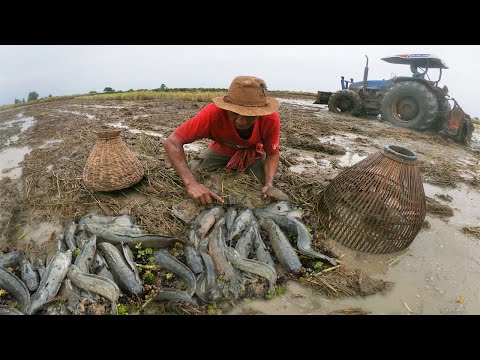 Awesome Catching Copper Fish & Catfish by hands in Growing Season