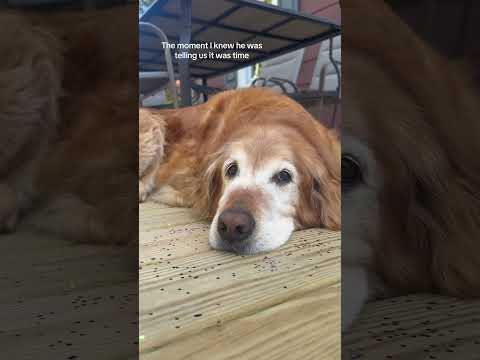 Nobody likes goodbyes… not even dogs #dog #dogs #dogsoftiktok #doglover #love #foryou #fyp