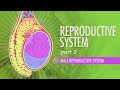 Exploring Male Reproductive Anatomy and Sperm Production