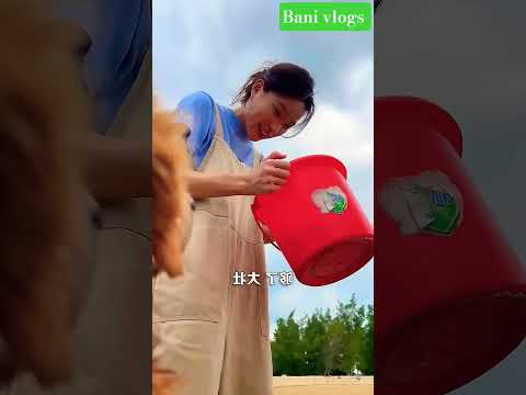 গুডুর মাছ ধরা 🥰🥰 #viral #funny #funnyvideos #trending #shortvideo #shorts #short #dog