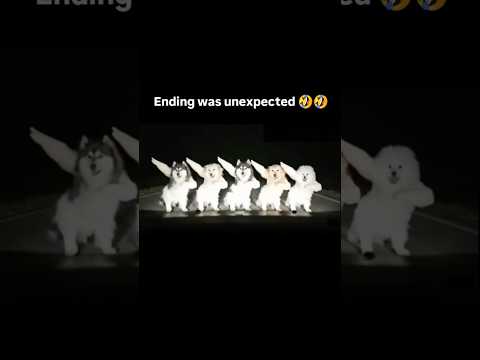Bhaichara On Top #short #dogs #trending