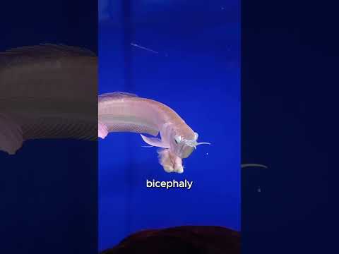 Extremely Rare Two-Headed Fish 🐟🐟