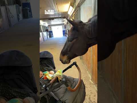Horse pulls faces to make baby laugh 🤣 (🎥: ViralHog)