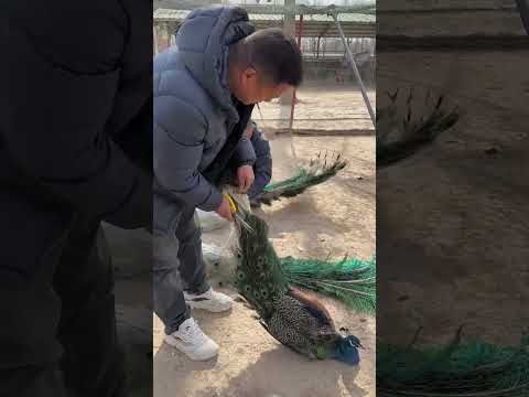 BEAUTIFUL PEACOCK IN #PEACOCK #birds #cutebirds #shorts #shortsfeed #song