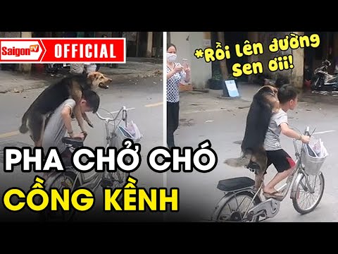 Pha chở chó cưng đi dạo 'cồng kềnh' của bé trai khiến dân mạng cười ra nước mắt