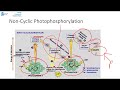 Photosynthesis Concepts and Processes