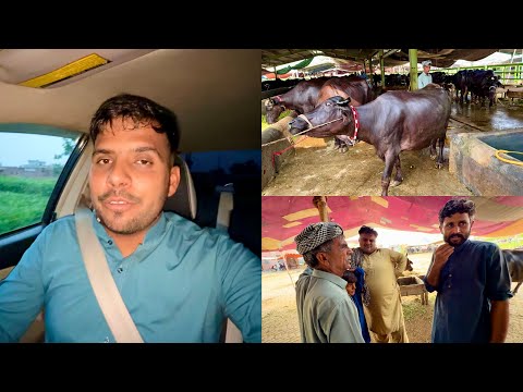 Village To Chichawatni | Bhainsain Lene Gaye lekin ? 😢￼