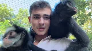 Tentando reformar o recinto dos macacos...