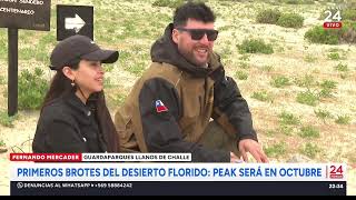 Primeros brotes del desierto florido: Peak será en octubre