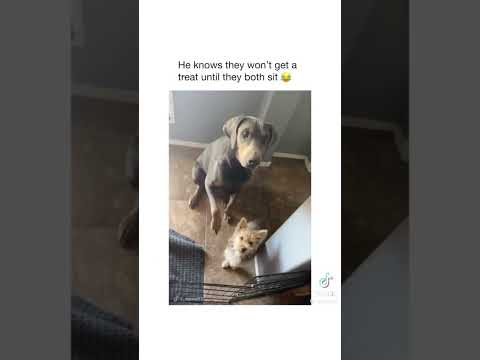 The Best Funny Animals That Make You Laugh!
