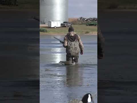 Rocking in the Pond??#short #trynottolaugh