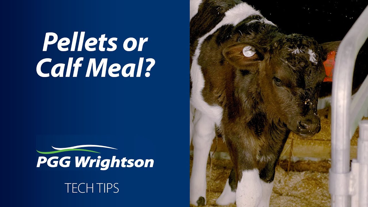 What's better - pellets or calf meal?
