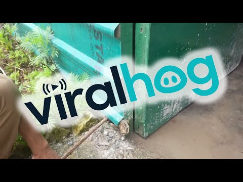 Helping A Frog Trapped In Siding || ViralHog